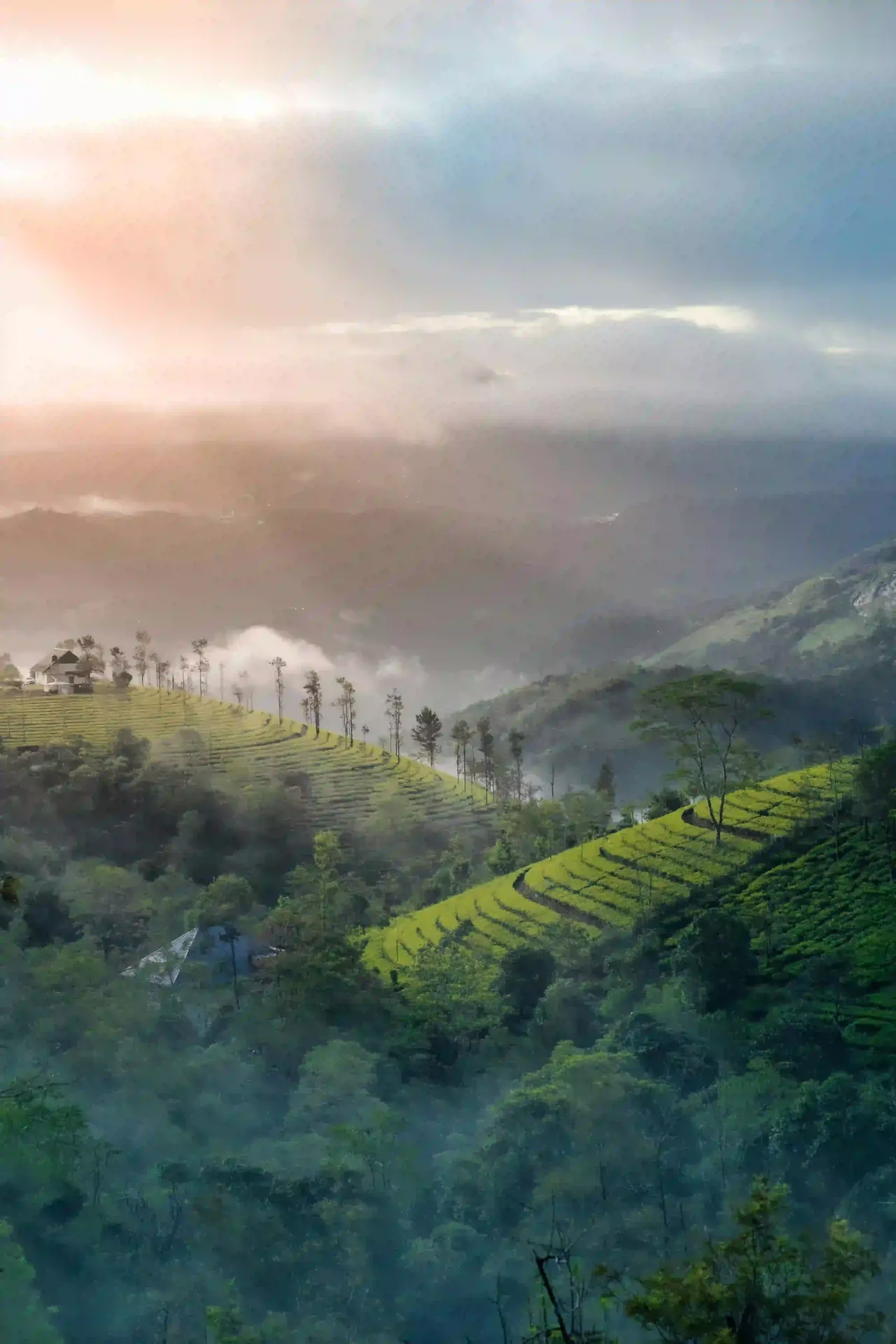 Tea plantations on the misty hills of Munnar, Kerala