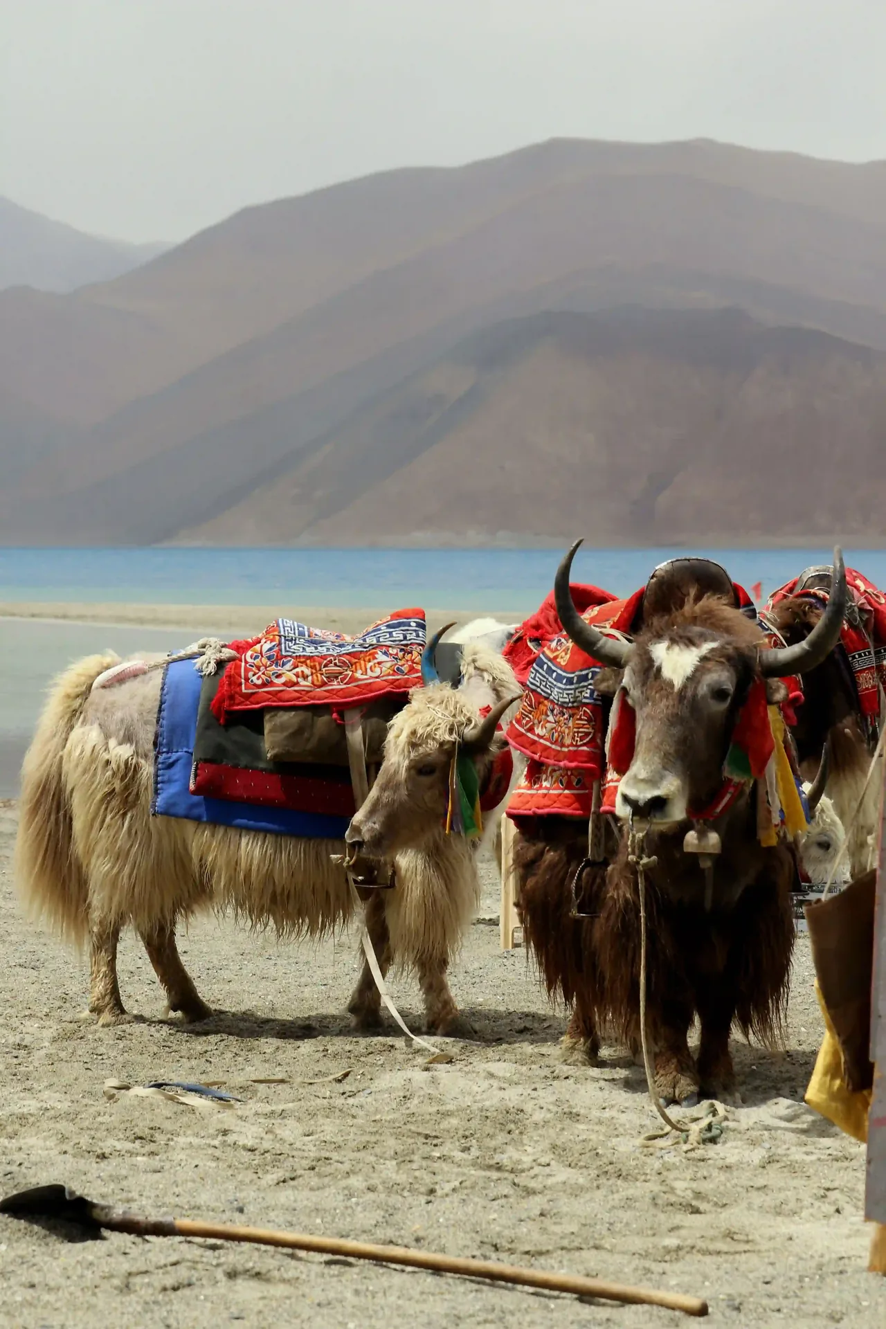 Decorated yaks on the shore of Pangong Lake, Ladakh